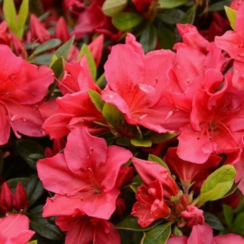 Azalea Nico - 1/1.25Ltr