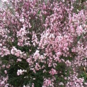 Cytisus s. Lilac Time, Scotch Broom - Pot