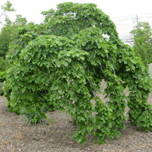 Ulmus Camperdowni, Scotch Elm - Pb40 (std)