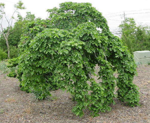 Ulmus Camperdowni, Scotch Elm - Pb40 (std)