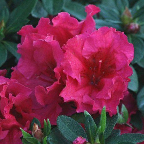 Azalea Firelight - 1.25Ltr