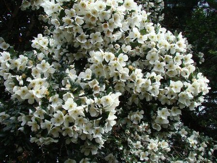 Eucryphia x nymansensis Nymansay - PB6.5 / 8