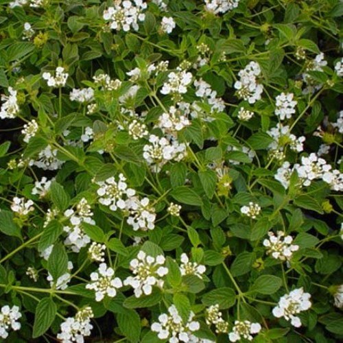 Lantana m. White Lightning, Trailing Lantana - 1.3Ltr - Image 2
