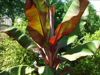 Ensete v. maurelii - pb6.5 (30/40)