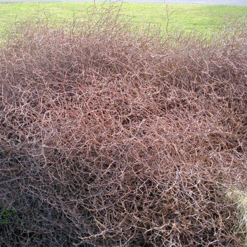 Coprosma Red Rock - 1Ltr/2Ltr (10/40) - Image 2