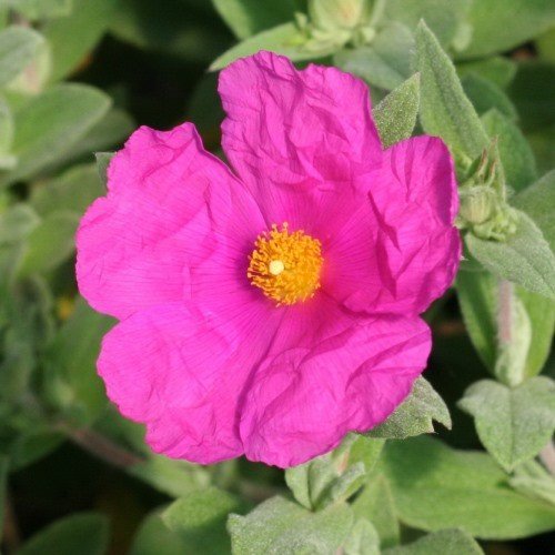 Cistus p. Sunset - pb5 (20/30) - Image 2