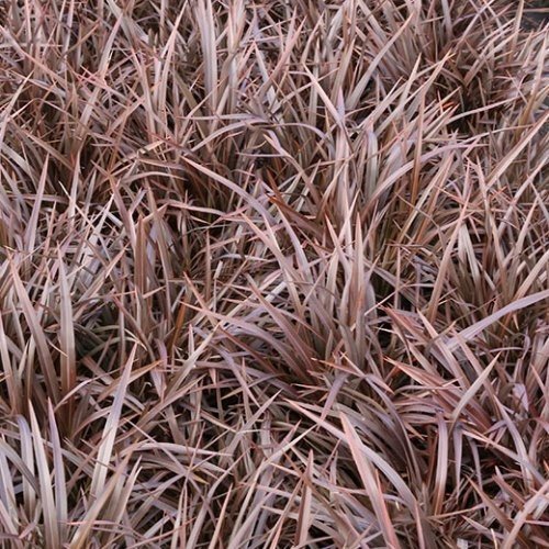 Phormium Sweet Mist - 1.5Ltr - Image 2
