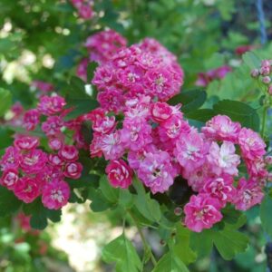 Crataegus Paul's Scarlet, English Hawthorn - Pb12
