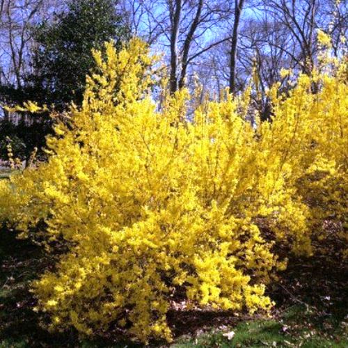 Forsythia Lynwood Gold - Pb6.5 (50/100) - Image 2