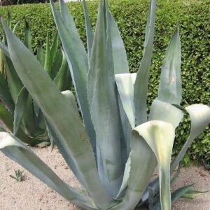 Agave latifolia, Century Plant - 2Ltr