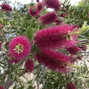 Callistemon Burgundy Jack - Pb6.5 (20/30)