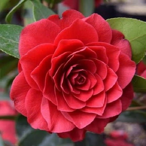 Camellia Black Lace - 4.7Ltr - Image 2