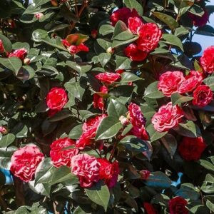 Camellia Black Lace - 4.7Ltr