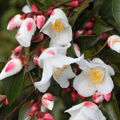 Camellia Transnokoensis - Pot