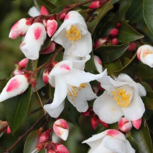Camellia transnokoensis - Pb28 (160/190)
