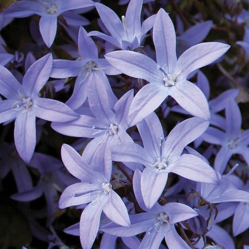 Campanula Blue Waterfall, Bellflower - Pb3 - Image 2