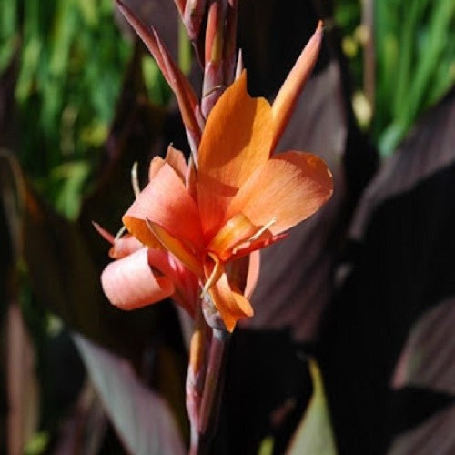 Canna Intrigue - 2.5Ltr - Image 2