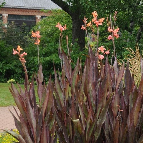 Canna Intrigue - 2.5Ltr