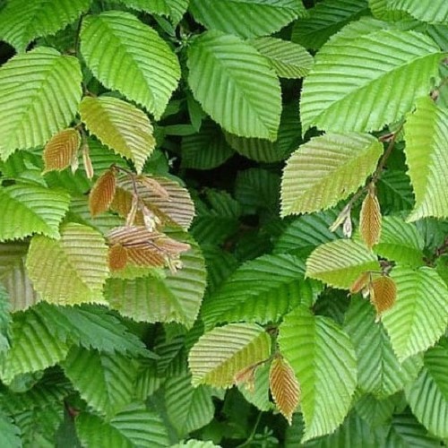 Carpinus betulus, Hornbeam - Pb12 - Image 2