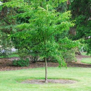 Carpinus japonica, Japanese Hornbeam - 25Ltr