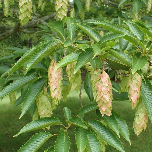 Carpinus japonica, Japanese Hornbeam - 25Ltr - Image 2