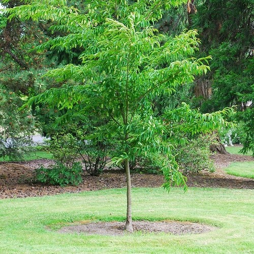 Carpinus japonica, Japanese Hornbeam - 25Ltr