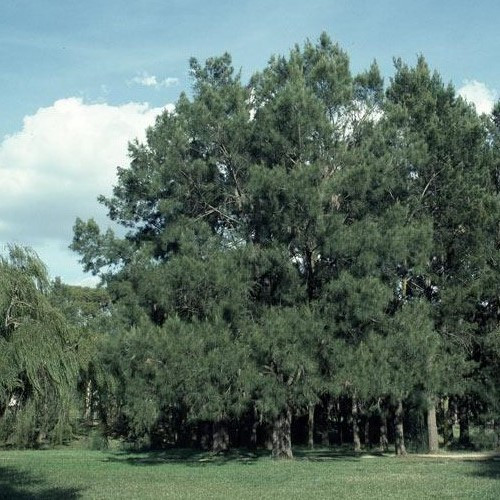 Casuarina cunninghamiana, River She-Oak - Pb6.5 - Image 2