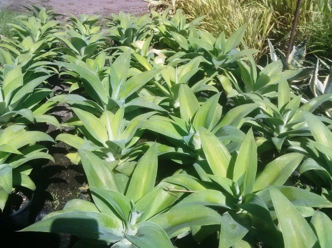 Agave attenuata, Century Plant - 2Ltr/Pb6.5