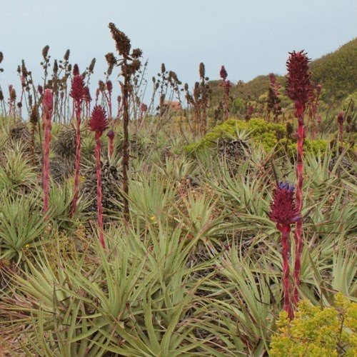 Puya venusta - Pb6.5 - Image 2