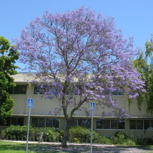 Jacaranda mimosaefolia -3ltr