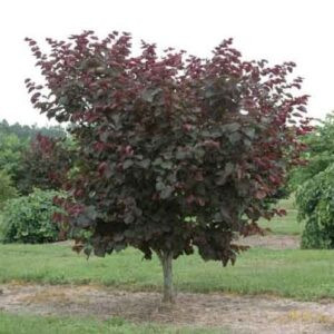 Cercis canadensis Merlot - Pb18/Pb28