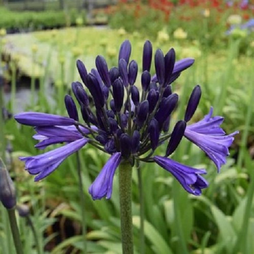 Agapanthus Black Pantha - Pb5/Pb6.5 - Image 2