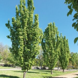 Pyrus c. Fastigiata - (1.6m-2.4m)