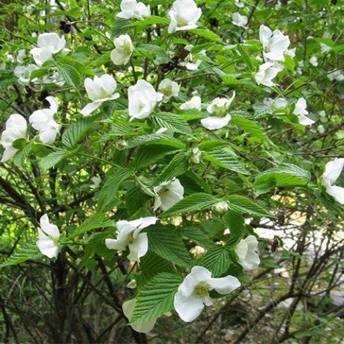 Rhodotypos scandens, Black Jetbead - Pb5/6.5 - Image 2
