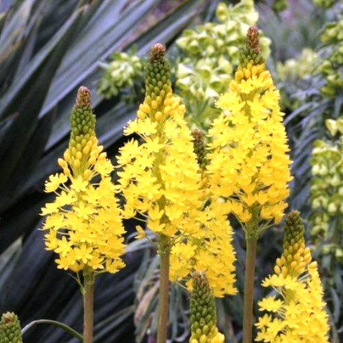 Bulbinella nutans - 2Ltr - Image 2