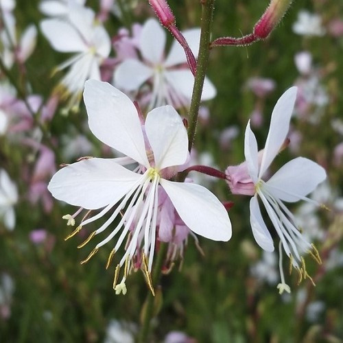 Gaura Sparkle White - Pb3/Pb5 - Image 2