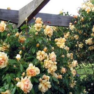 Rose Crepuscule (climbing)