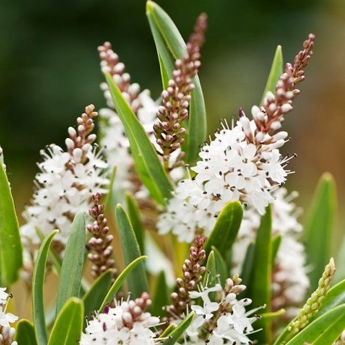 Hebe Wiri Mist - Pot - Image 2