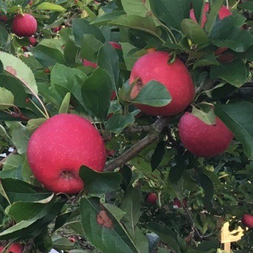 Apple Pacific Rose - Pb18 - Image 2