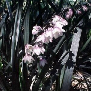 Ophiopogon nigra, Black Mondo Grass - 1.5Ltr