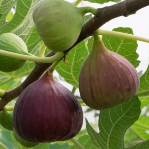 Fig Vlassoff - Pb6.5 (50/60) - Image 2