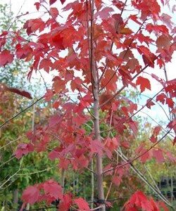 Acer rubrum  Canadian Red Maple - 25Ltr