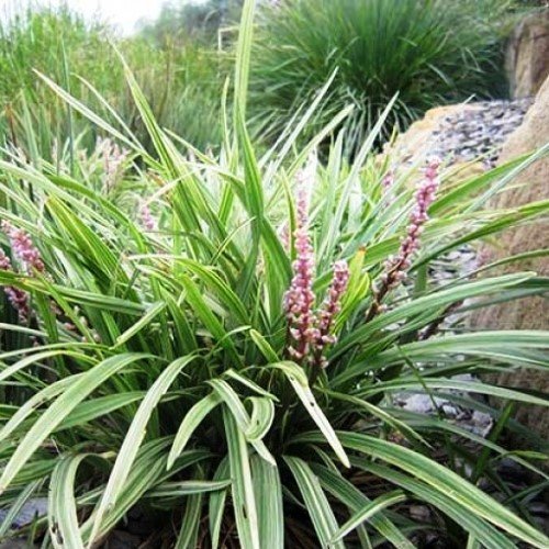 Liriope m. Samantha - 1.3Ltr - Image 2