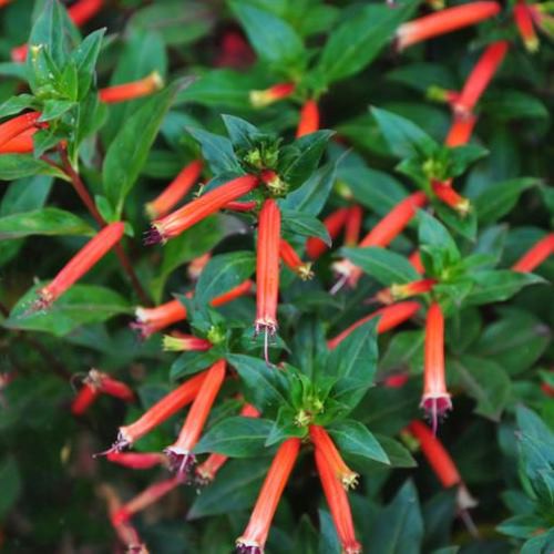 Cuphea ignea - 1.5Ltr