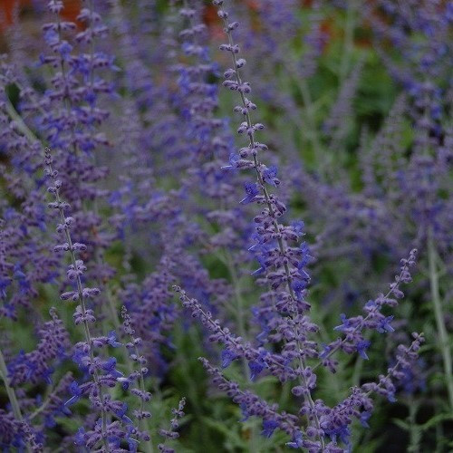 Perovskia Blue Spire, Russian Sage - Pot - Image 2
