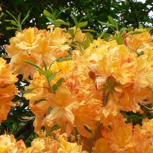 Azalea Golden Lights (dec.) - 4.7Ltr - Image 2