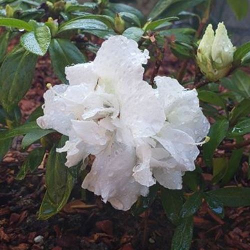 Azalea Madonna - 1.25Ltr - Image 2