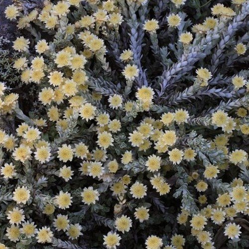 Helichrysum Graeme Patterson - 1.7Ltr - Image 2