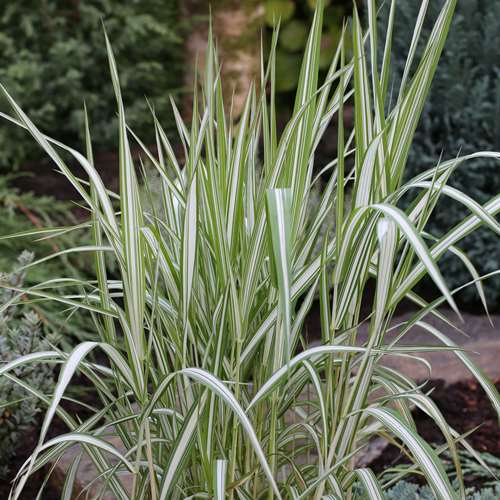 Phalaris arundinacea Picta - PB5 - Image 2