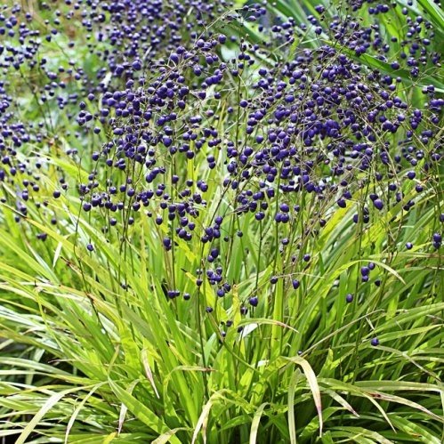 Dianella intermedia, Turutu - Pb6.5 - Image 2